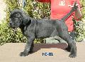 CSKOS KAN - NEM ELAD / BRINDLE MALE - NOT FOR SALE