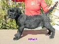 FEKETE SZUKA - NEM ELAD / BLACK FEMALE - NOT FOR SALE