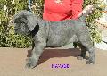 SZRKE SZUKA - NEM ELAD / GREY FEMALE - NOT FOR SALE