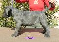 SZRKE SZUKA - NEM ELAD / GREY FEMALE - NOT FOR SALE