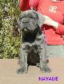 7 HETES / 7 WEEKS OLD